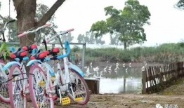 小浪骑行爆料视频大全集,视频大全集深度解析