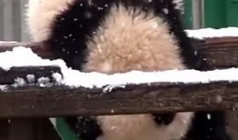 娱乐吃瓜熊,揭秘娱乐圈那些不为人知的幕后故事